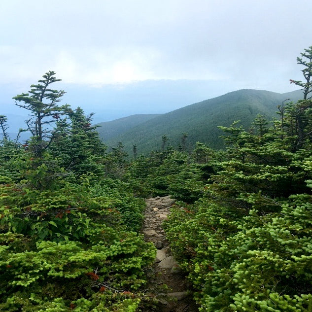 WMNF: Moosilauke-Kinsman Region