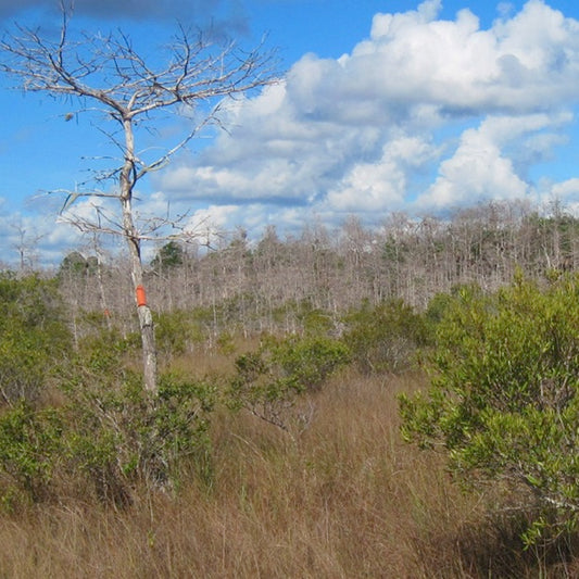 FT: South Florida