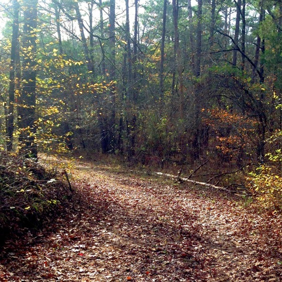 Ouachita Trail